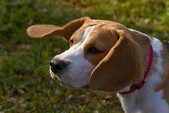 Bunia Beagle