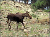Moose in Boulder