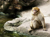 Lonely Monkey Ape at Zoo