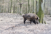 Wild Boar / Wildschein